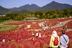 まんのう公園　コキア