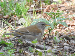 DSCN3678