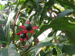 グレープ・バニラ