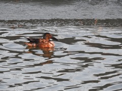 ハシビロガモ♀