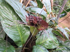 タッカ・シャントリエリ