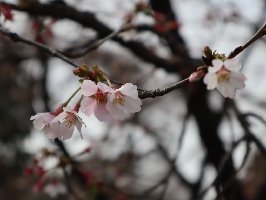 奥丁子桜