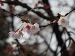 奥丁子桜