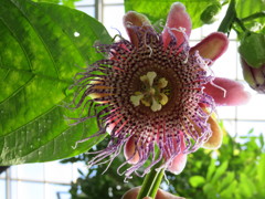 大実トケイソウ