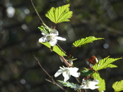 DSCN3655