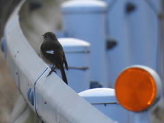 DSCN8655