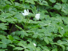 DSCN2722