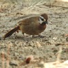 カオジロガビチョウ