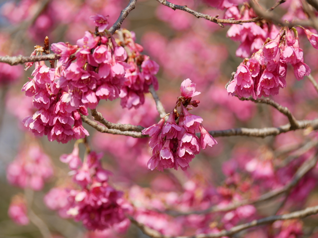 寒緋桜