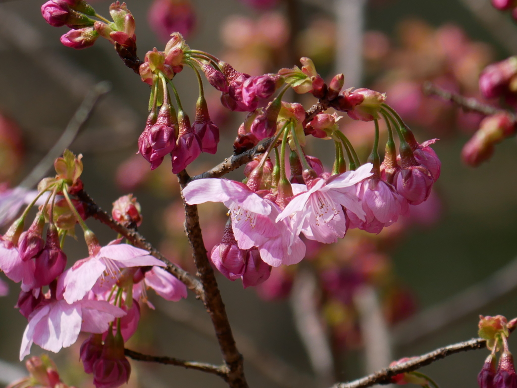 シュゼンジカンザクラ