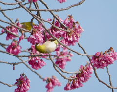 寒緋桜とメジロ