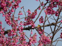 寒緋桜とメジロ