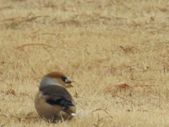 シメ