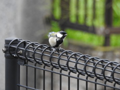 DSCN0097