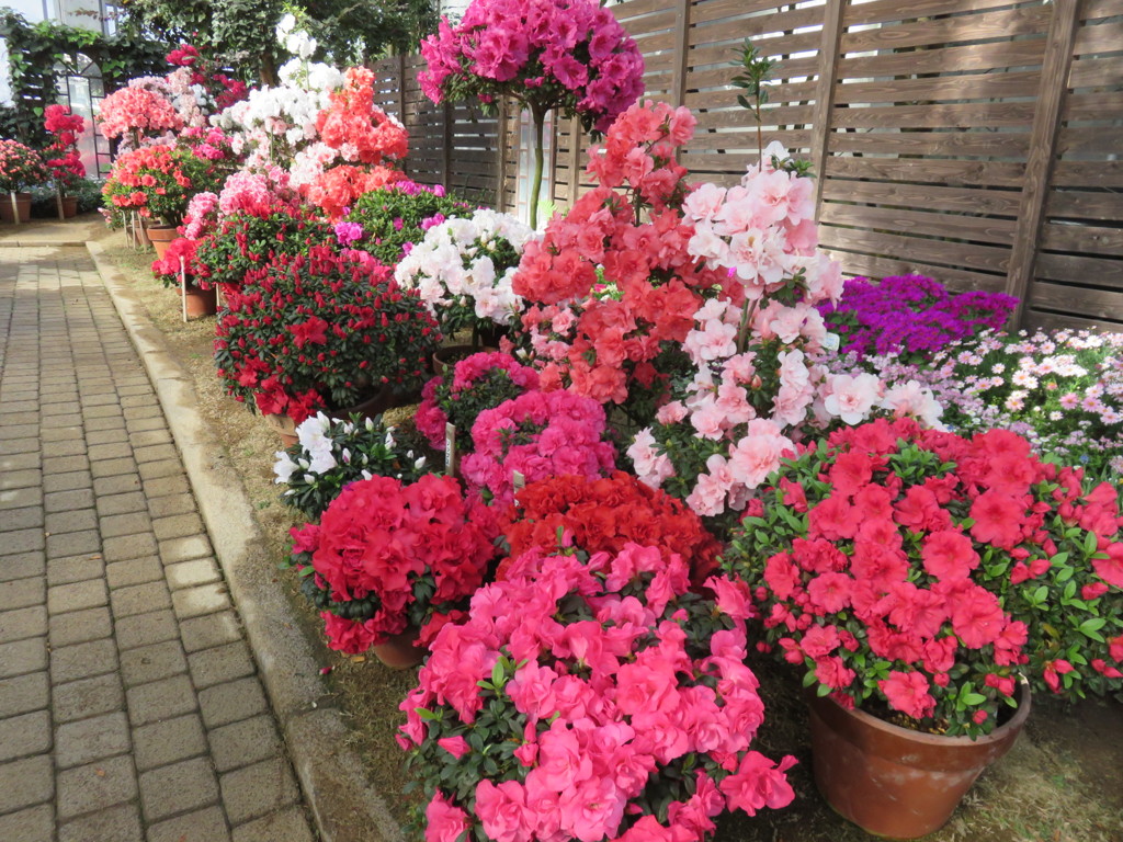 IMG_0010 (2)