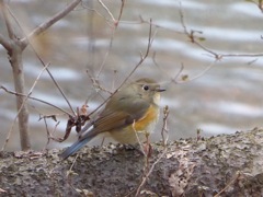 ルリビタキ♀