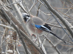 DSCN8667