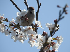 ニュウナイスズメ