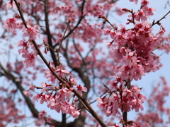 オカメ桜