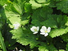 DSCN3644