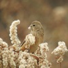 ベニマシコ♀