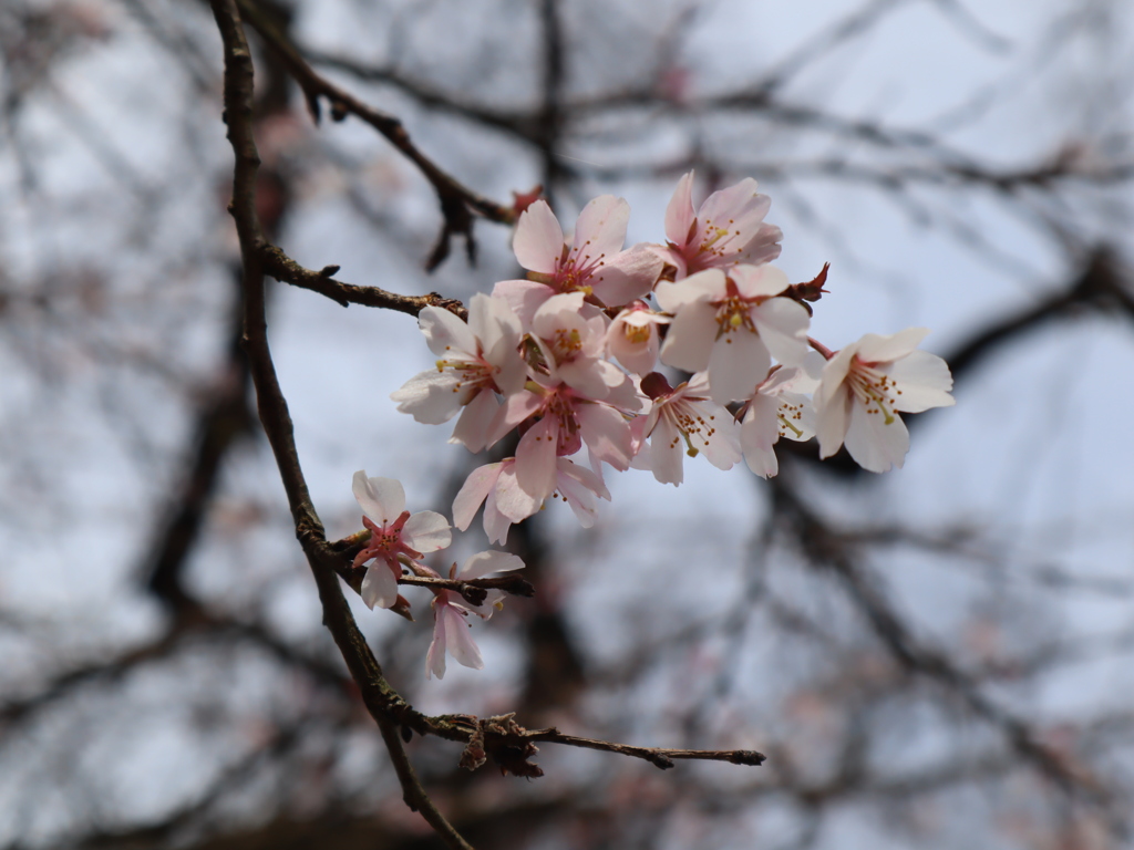 瑞泉寺冬桜