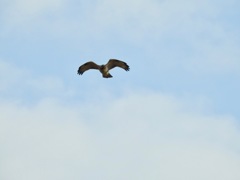 DSCN4690