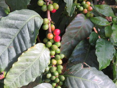 コーヒーの実