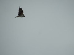 DSCN4771