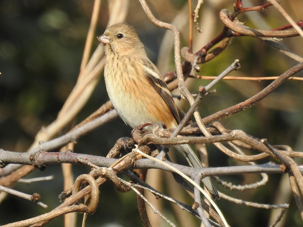 ベニマシコ♀