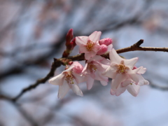 小彼岸