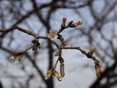 丁子桜