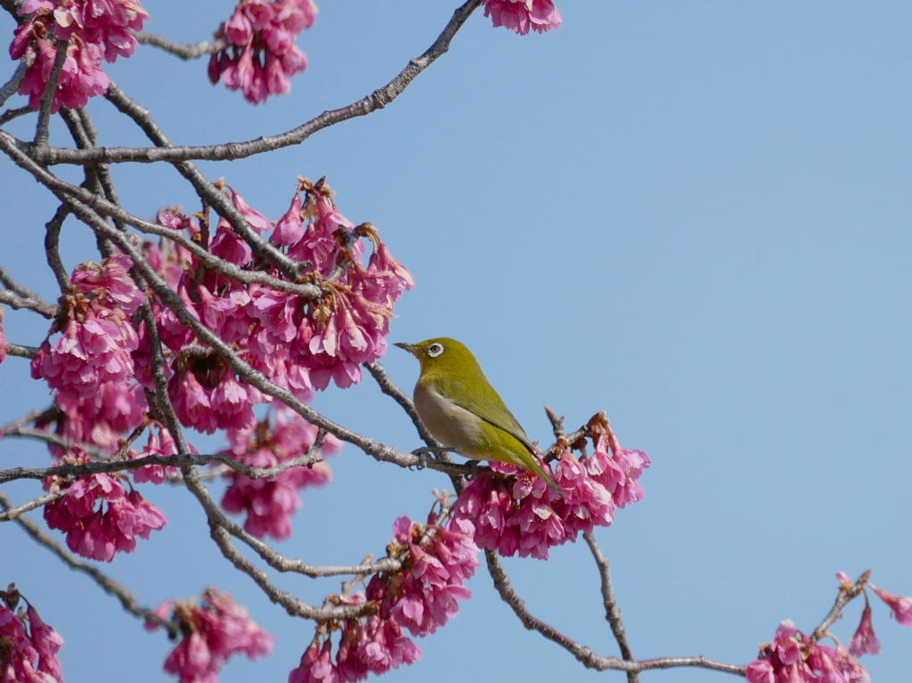 寒緋桜とメジロ