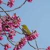 寒緋桜とメジロ