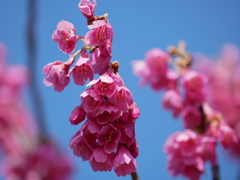 寒緋桜