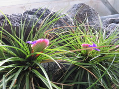 チラジア・キアネア