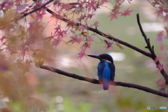 紅葉カワセミ