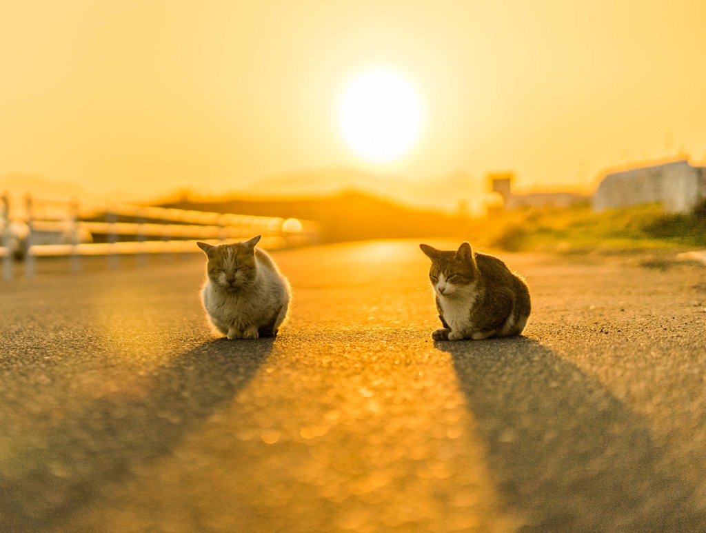 夕焼けニャンニャン