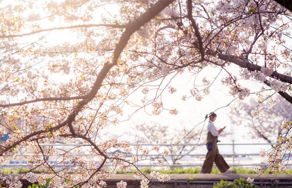 SAKURA