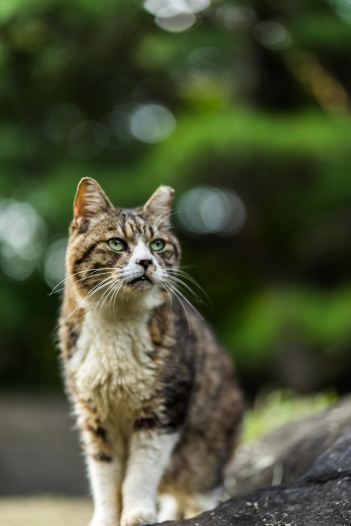 平塚の猫