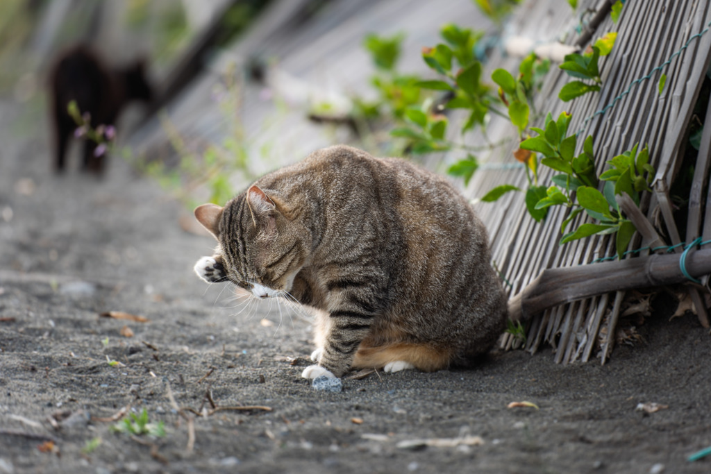 Grooming