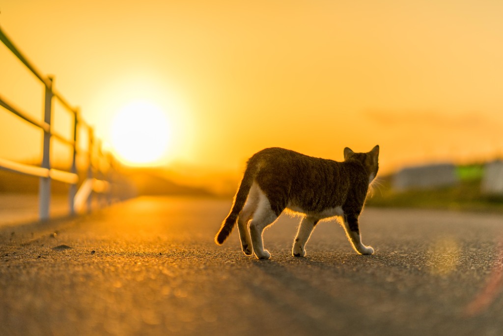 猫と夕日。
