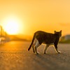 猫と夕日。