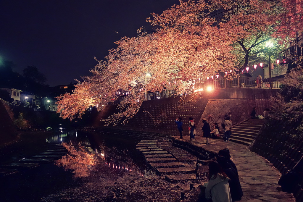弘明寺の桜