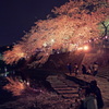 弘明寺の桜