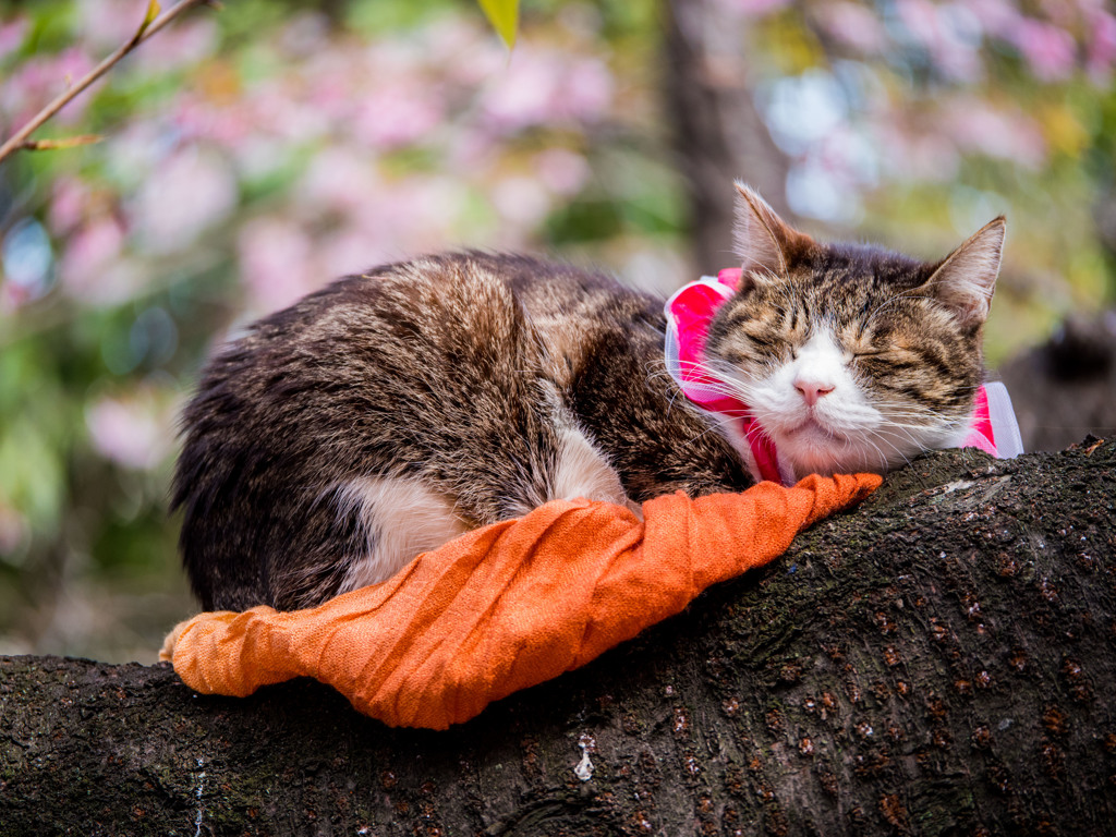 春だから