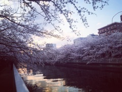 門前仲町の桜