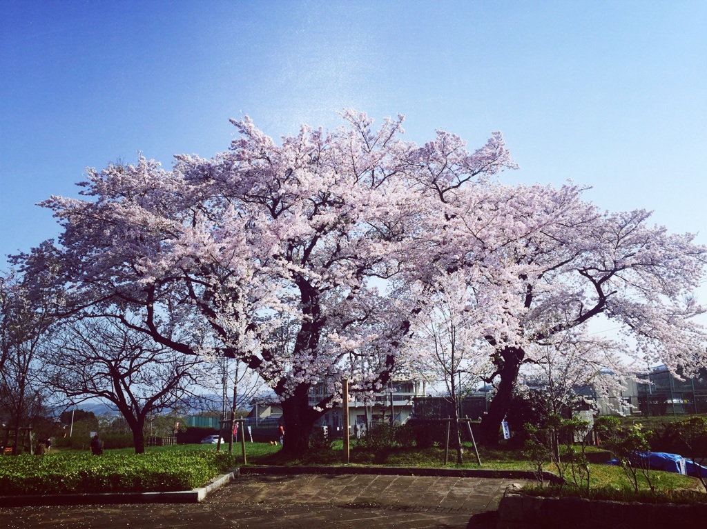 大倉   どんぐりハウスの前