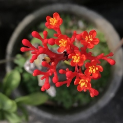 炮紅