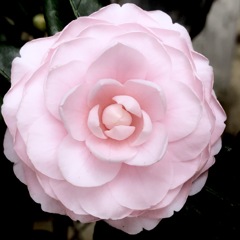 家園茶花